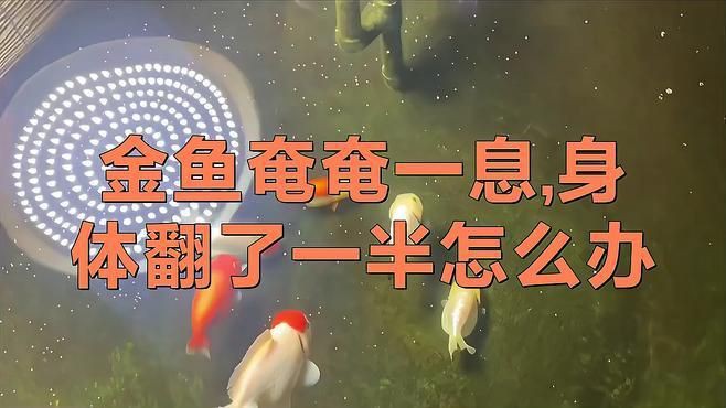 魚缺氧翻身了怎么搶救，《魚缺氧翻身了怎么搶救》