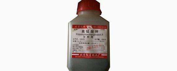 銀龍魚好養(yǎng)活嗎?(銀龍魚好養(yǎng)嗎需要什么設(shè)備)