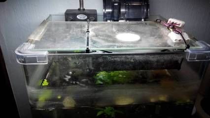 魚缸蓋怎么卸下來視頻:如何卸下魚缸蓋 魚缸百科 第2張 魚缸蓋怎么卸下來視頻:如何卸下魚缸蓋 魚缸蓋怎么卸下來視頻:如何卸下魚缸蓋 魚缸百科 第2張