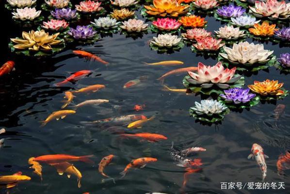 銀龍魚(yú)圖片（銀龍魚(yú)圖片大全大圖）