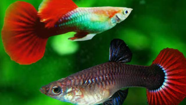 七彩銀龍魚多大發(fā)色(金龍魚多少厘米開始發(fā)色) 銀龍魚百科 第1張 七彩銀龍魚多大發(fā)色(金龍魚多少厘米開始發(fā)色) 七彩銀龍魚多大發(fā)色(金龍魚多少厘米開始發(fā)色) 銀龍魚百科 第1張