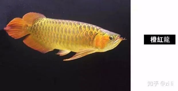 龍魚的眼睛是紅顏色的嗎