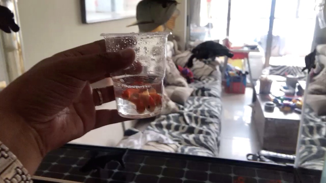 小虎魚(yú)命真大