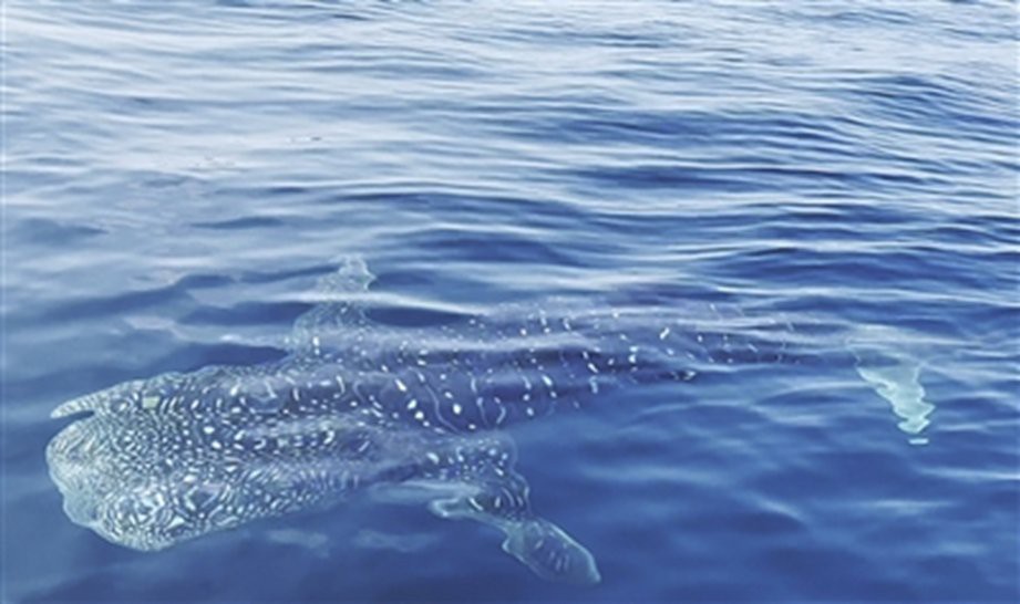 世界上什么魚最大【海洋巨無霸：世界上最大的魚類揭開它們的神秘面紗】 世界上什么魚最大【海洋巨無霸：世界上最大的魚類揭開它們的神秘面紗】 龍魚論壇 第2張