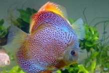 養金龍魚對主人的好處，《養金龍魚對主人的共享龍魚項目正悄然興起為主人帶來諸多益處 養金龍魚對主人的好處，《養金龍魚對主人的共享龍魚項目正悄然興起為主人帶來諸多益處 龍魚論壇 第5張