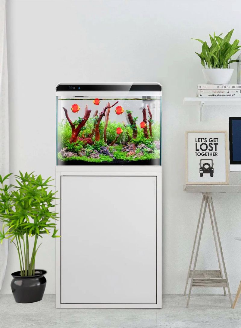 養金龍魚對主人的好處，《養金龍魚對主人的共享龍魚項目正悄然興起為主人帶來諸多益處