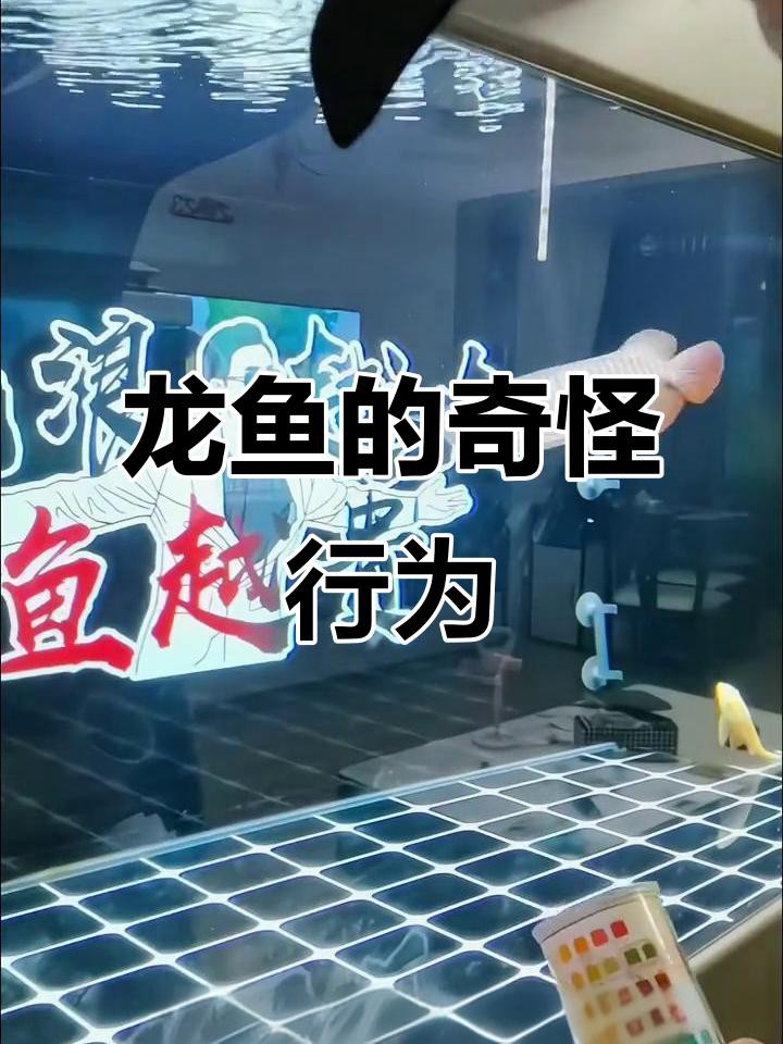 如何判斷龍魚趴缸是否嚴重？，如何判斷龍魚趴缸的嚴重程度這一關鍵問題