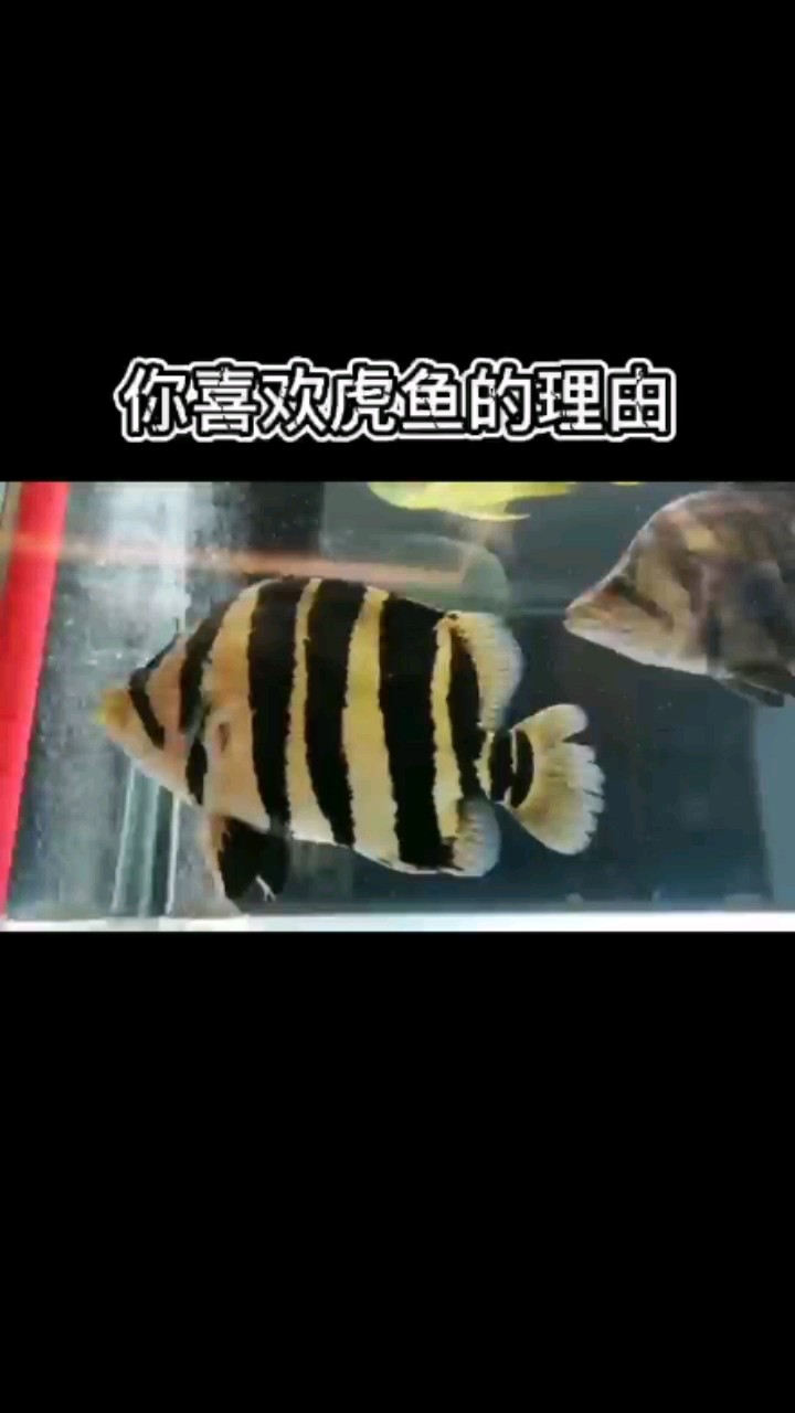 你為什么喜歡虎魚