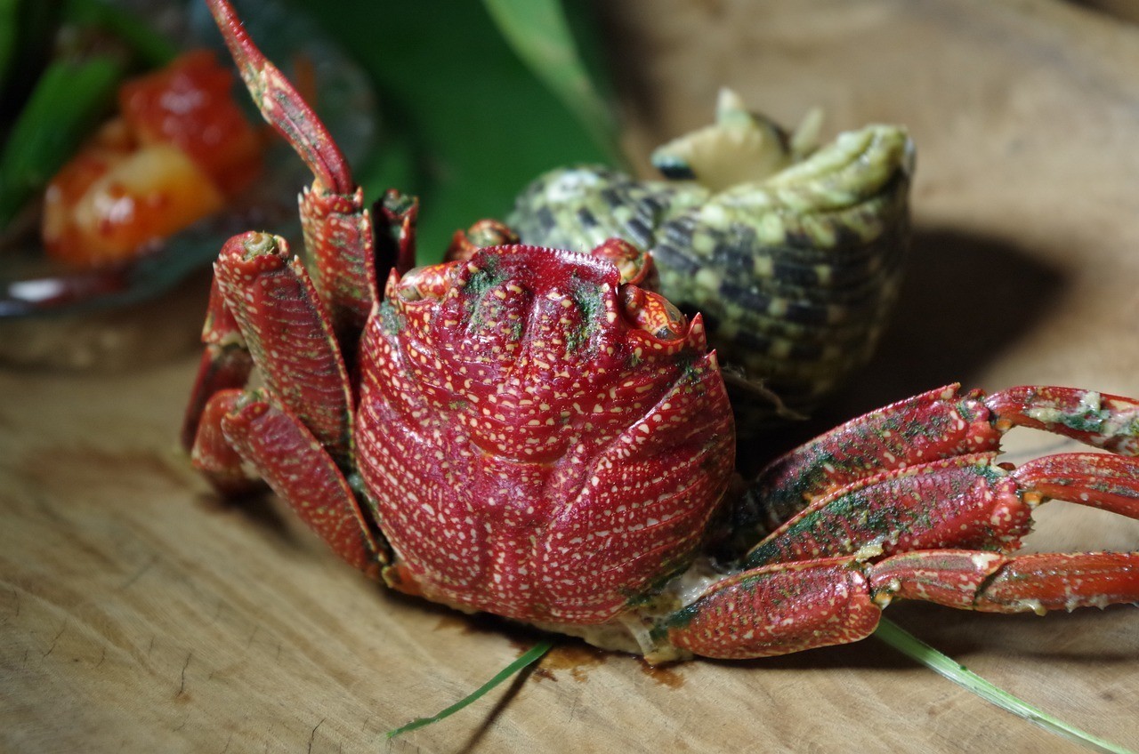 野生老虎魚喜歡吃什么（老虎魚喜歡吃什么食物）