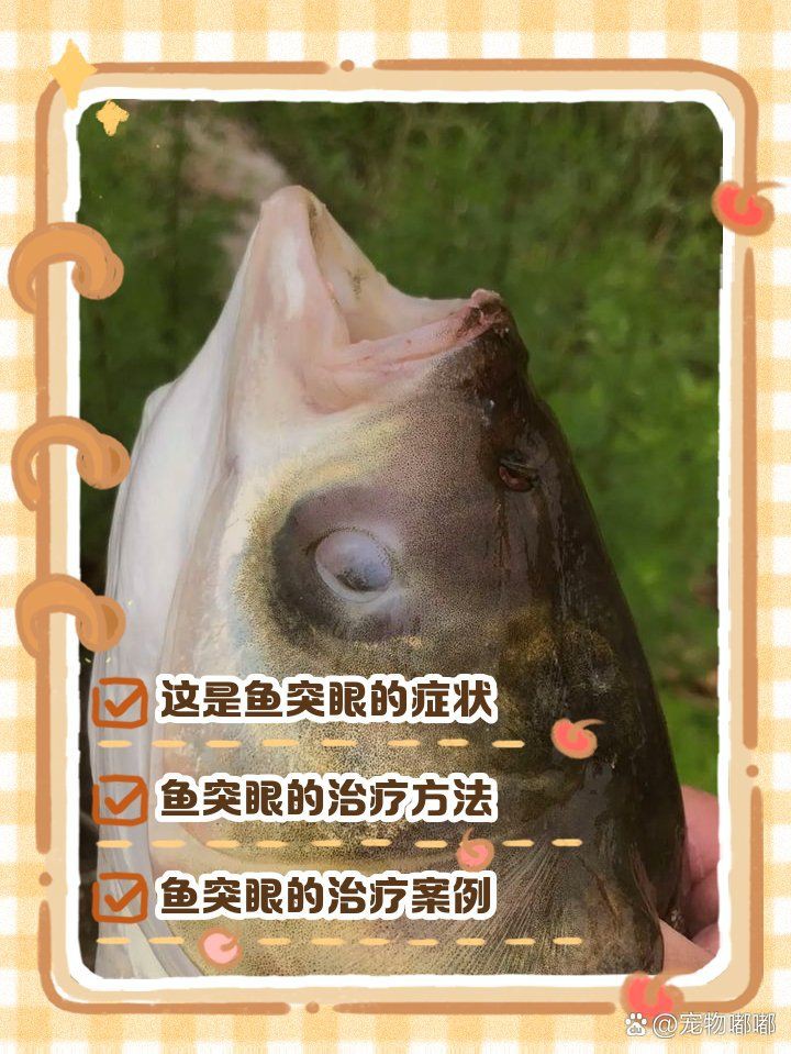 魚眼睛往外凸而且發白，區分魚眼不同病因導致的發白現象，水質問題