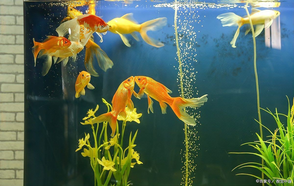 魚眼睛往外凸而且發(fā)白，區(qū)分魚眼不同病因?qū)е碌陌l(fā)白現(xiàn)象，水質(zhì)問題