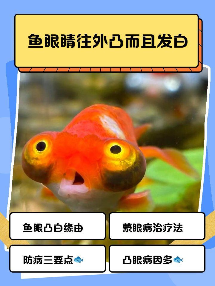 魚眼睛往外凸而且發白，區分魚眼不同病因導致的發白現象，水質問題