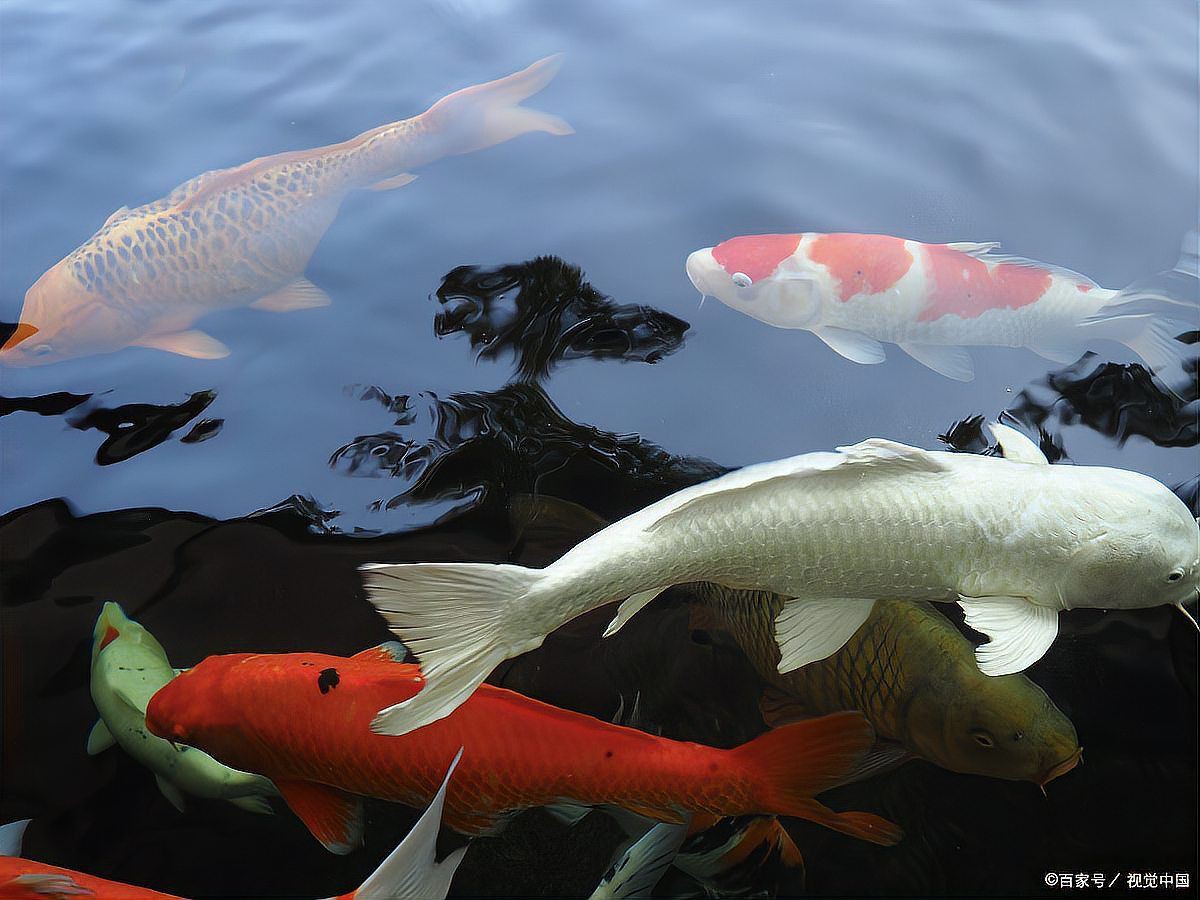 錦鯉老是趴缸底是什么情況，錦鯉趴缸應急處理