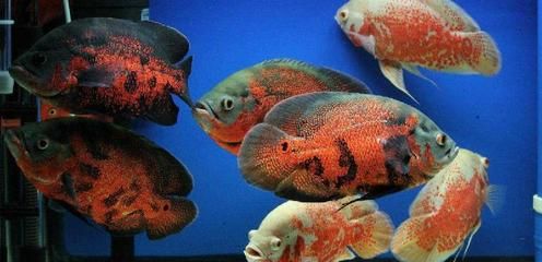 龍魚混養深水龜：龍魚與深水龜混養的益處與挑戰 龍魚混養深水龜：龍魚與深水龜混養的益處與挑戰 龍魚百科 第4張