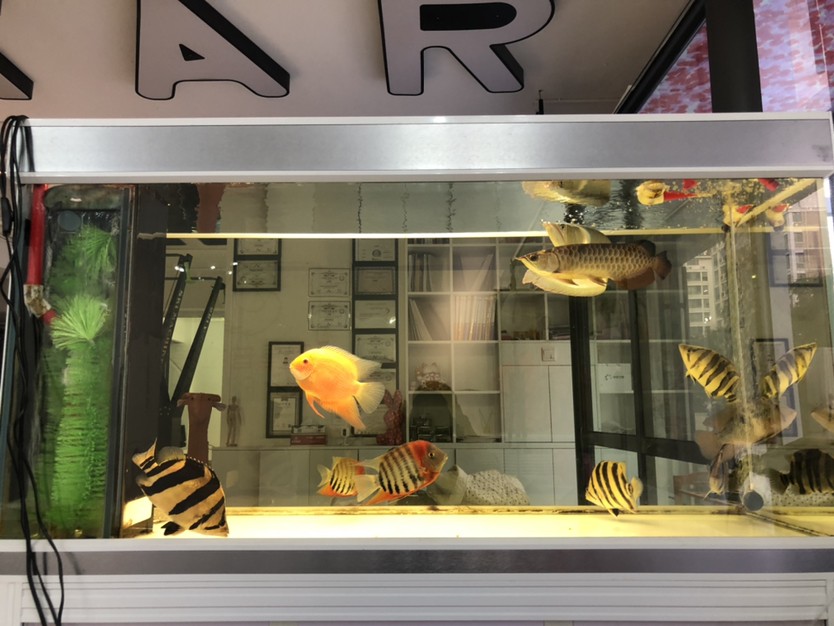 虎魚開口特別簡(jiǎn)單