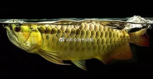 什么人不能擺龍魚，《什么人不能擺龍魚》在風水文化與養殖實踐中并非所有人都適宜擺放龍魚