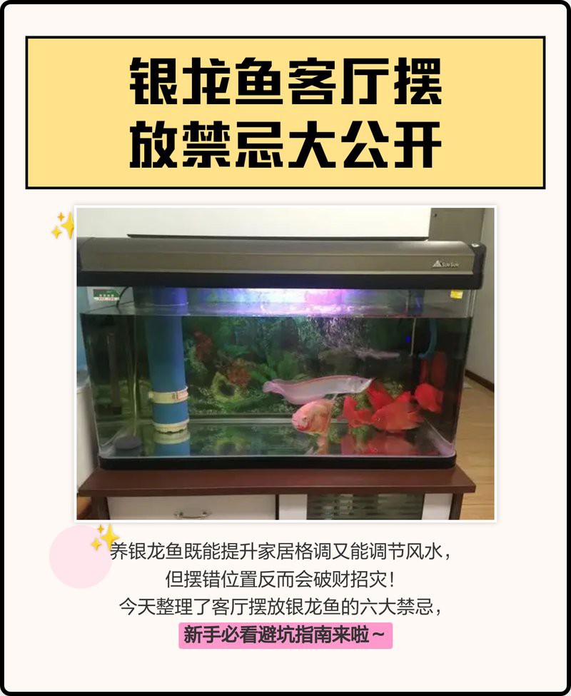 什么人不能擺龍魚，《什么人不能擺龍魚》在風水文化與養(yǎng)殖實踐中并非所有人都適宜擺放龍魚
