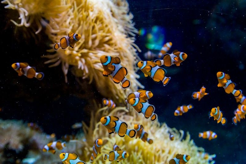 野生的小丑魚吃什么生活在多深的海里