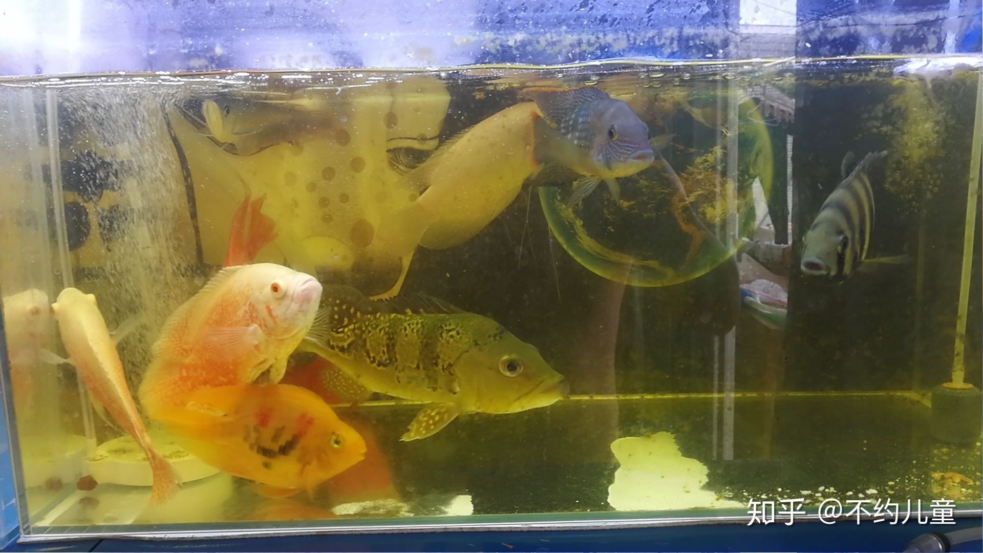 巴西亞和龍魚混養(yǎng)好嗎：巴西亞和龍魚混養(yǎng)在一定程度上是可行的，龍魚和巴西亞能混養(yǎng)嗎？ 巴西亞和龍魚混養(yǎng)好嗎：巴西亞和龍魚混養(yǎng)在一定程度上是可行的，龍魚和巴西亞能混養(yǎng)嗎？ 龍魚百科 第1張