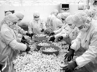 印尼紅龍魚發色過程圖解大全（印尼紅龍為什么不發色）