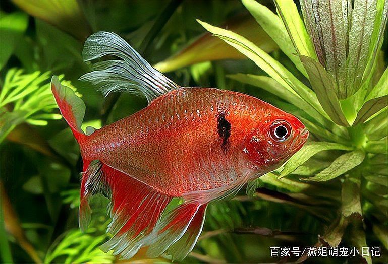 玫瑰丹魚攻擊性強嗎，新手宿舍養魚指南:玫瑰丹魚（玫瑰斑馬魚和珍珠丹）