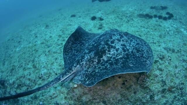 魔鬼魚和魟魚的區別，魔鬼魚與魟魚的區別