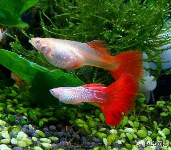 媽媽們在魚缸里生寶寶而且難產了：如何判斷孔雀魚是否難產