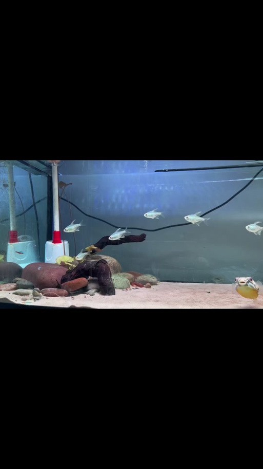 狗頭魚能跟龍魚混養嗎圖片大全