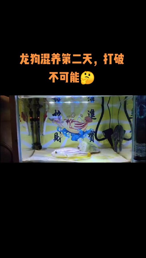 狗頭魚能跟龍魚混養嗎圖片大全