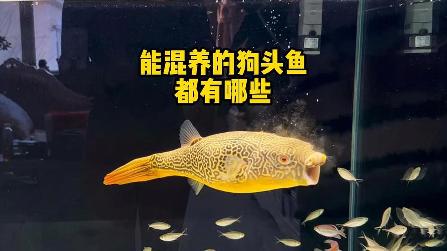 狗頭魚能跟龍魚混養嗎圖片大全
