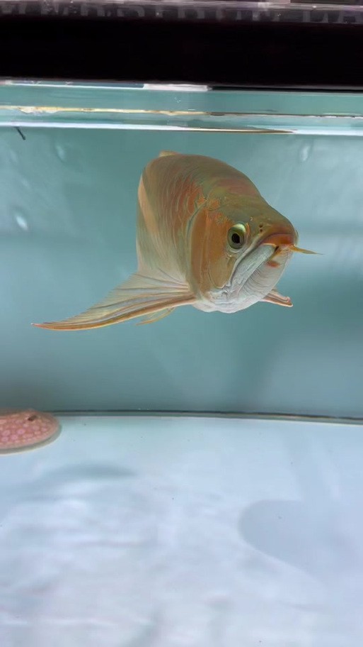 狗頭魚能跟龍魚混養嗎圖片大全