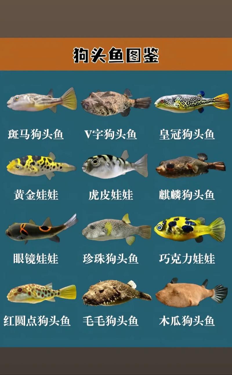 狗頭魚能跟龍魚混養嗎圖片大全