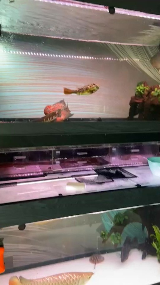 狗頭魚能跟龍魚混養嗎圖片大全