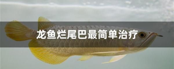 龍魚尾巴下面那個(gè)鰭斷了怎么辦：龍魚尾巴下面的鰭如果不幸斷裂