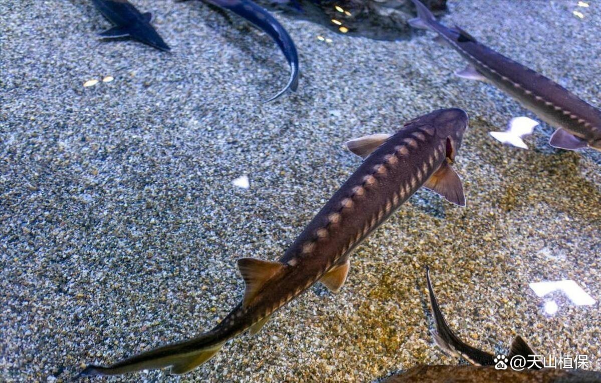 人工鱘魚多少錢一斤，2018年8月7日全國人工鱘魚市場價格分析與行業(yè)觀察