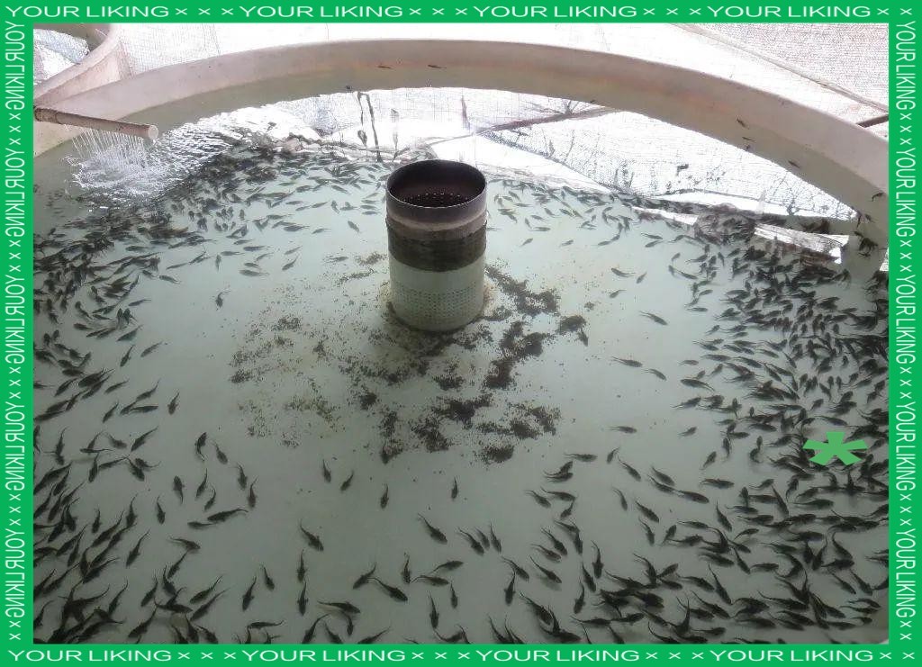 人工鱘魚多少錢一斤，2018年8月7日全國人工鱘魚市場價格分析與行業觀察