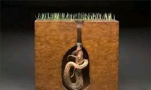 什么魚(yú)可以跟銀龍魚(yú)混養(yǎng)呢(什么魚(yú)可以跟銀龍魚(yú)混養(yǎng)呢圖片)