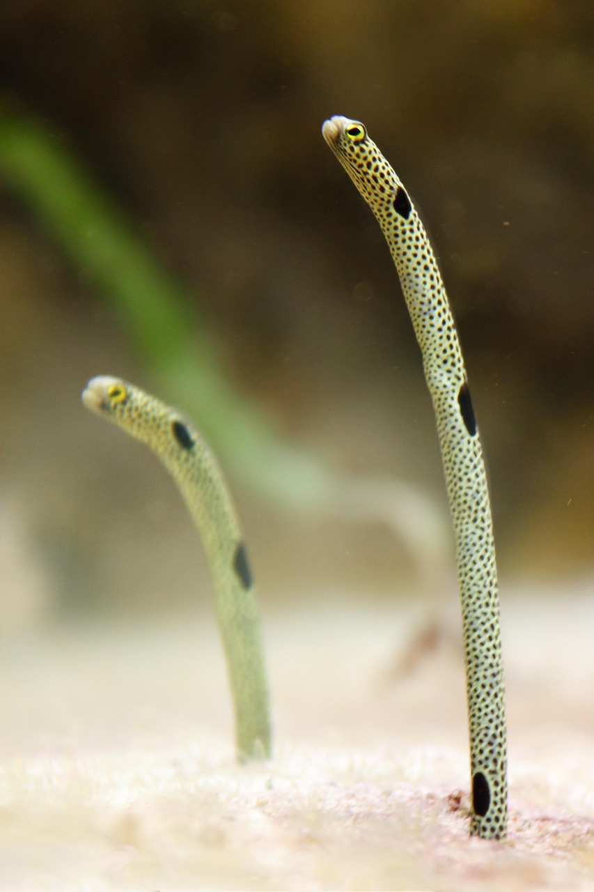 澳洲星點龍魚吃蛇(銀龍魚好還是澳洲星點龍好) 銀龍魚百科 第2張 澳洲星點龍魚吃蛇(銀龍魚好還是澳洲星點龍好) 澳洲星點龍魚吃蛇(銀龍魚好還是澳洲星點龍好) 銀龍魚百科 第2張