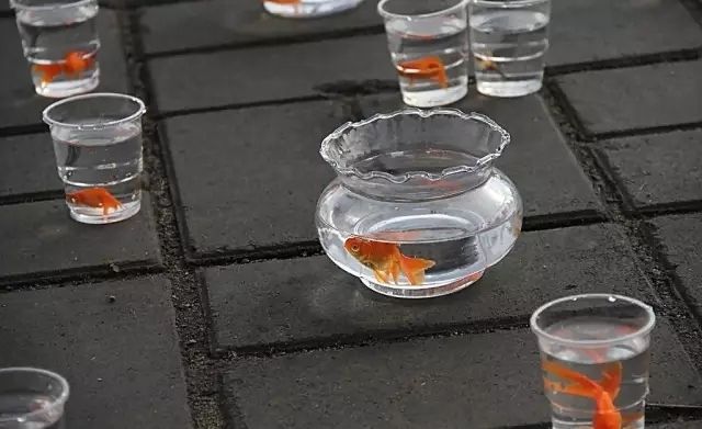 金龍魚缸怎么樣清潔，金龍魚缸水質檢測方法介紹