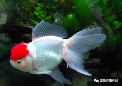 鞍山哪里有賣二手魚缸的？：遼寧省鞍山市經(jīng)濟(jì)開發(fā)區(qū)彩蝶魚缸店地址位于鞍山市立山區(qū)沙河街