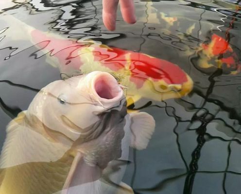 地圖魚撞魚缸的原因及處理方法：地圖魚撞魚缸可能由多種原因引起，以下幾種常見原因