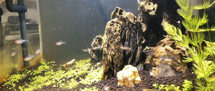 銀龍魚是什么品種(銀龍魚是什么品種的)