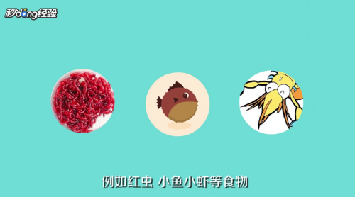 描寫銀龍魚的外貌作文(銀龍魚的外形)