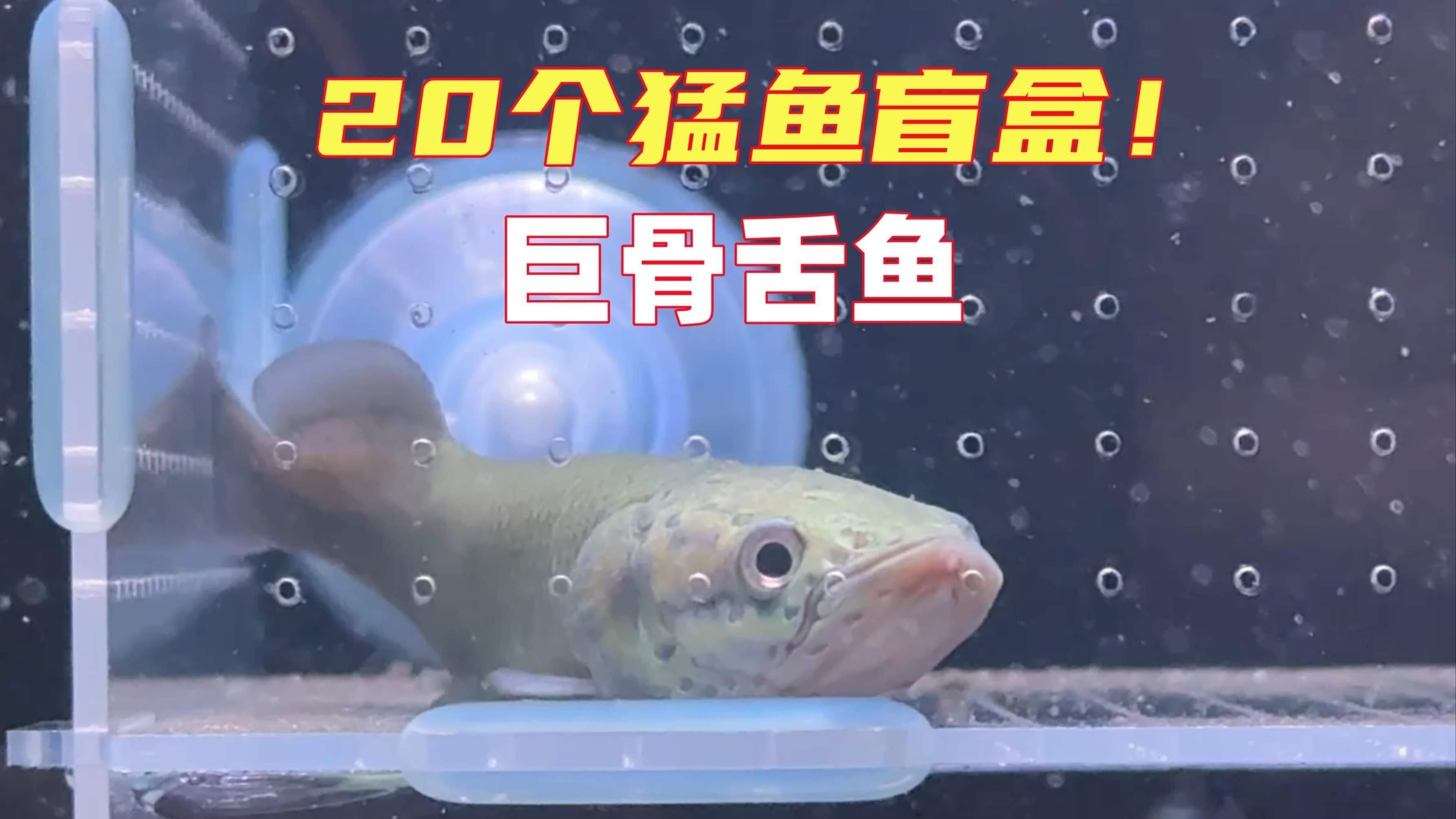 猛魚盲盒巨骨舌魚，嗶哩嗶哩網購買了猛魚盲盒，老板說能開出巨骨舌魚
