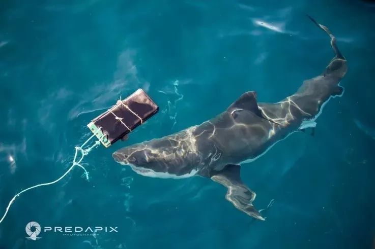 魚缸里長褐藻怎么辦：海水魚缸珊瑚上長褐色的藻類處理方式有治表和治本方式 魚缸里長褐藻怎么辦：海水魚缸珊瑚上長褐色的藻類處理方式有治表和治本方式 魚缸百科 第1張