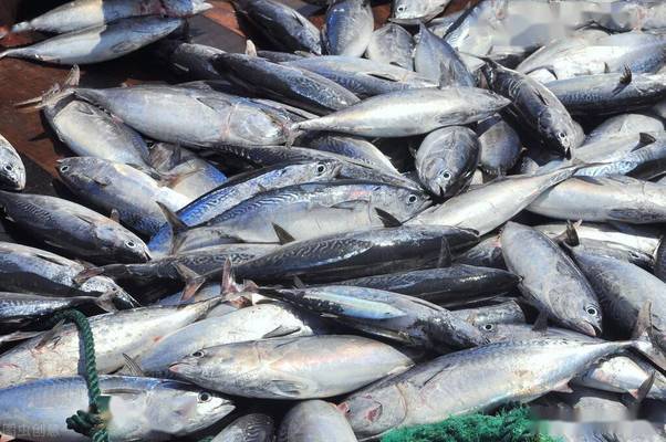 虎魚和龍魚哪個對水質要求嚴格（龍魚和虎魚哪個好養）