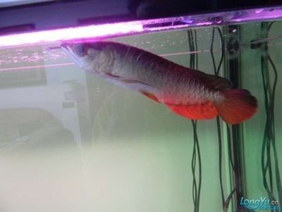 龍魚水霉病治療費用大概多少