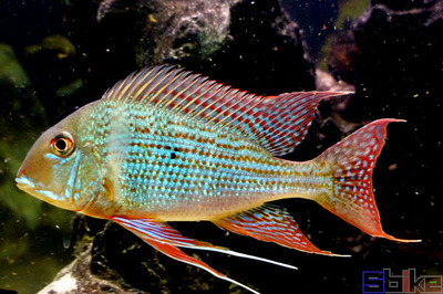 金龍魚虎魚混養怎么樣好養嗎（金龍魚虎魚混養怎么樣好養嗎視頻） 金龍魚虎魚混養怎么樣好養嗎（金龍魚虎魚混養怎么樣好養嗎視頻） 虎魚百科 第2張