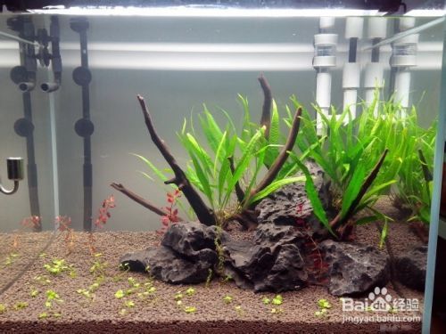 銀龍魚和什么魚混養招財(銀龍魚與什么魚混養最好) 銀龍魚和什么魚混養招財(銀龍魚與什么魚混養最好) 銀龍魚百科 第1張