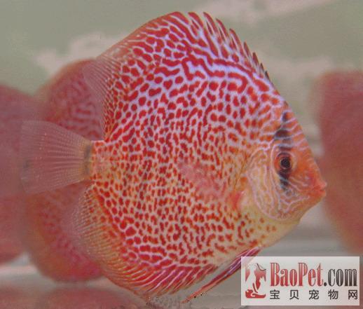 銀龍魚可以群養嗎(銀龍魚家養能繁殖嗎?) 銀龍魚可以群養嗎(銀龍魚家養能繁殖嗎?) 銀龍魚百科 第1張